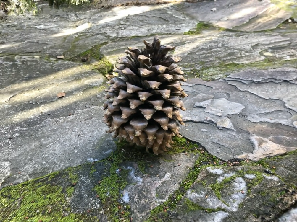 Other360/pinecone